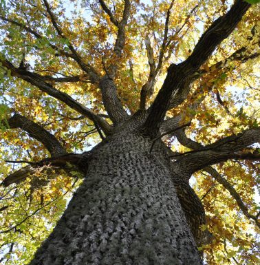 Oaktree