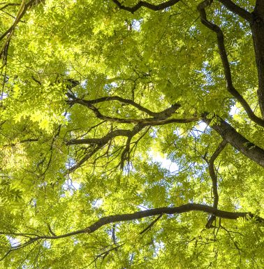 Ash tree, fraxinus, Austria, Vienna, 1. district, city hall