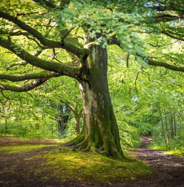 Magnificent beech tree in summer spreading out over two diverging country path ways.