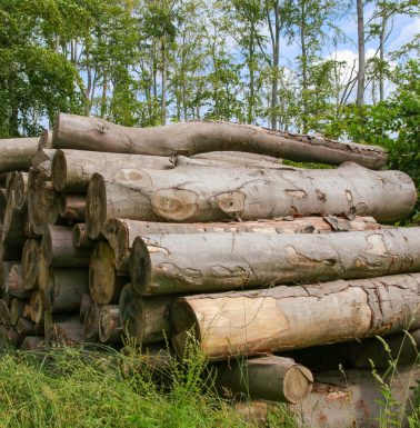 Wooden logs of beech wood in the ghost forest Nienhagen, Baltic Sea - Mecklenburg Western Pomerania, Germany