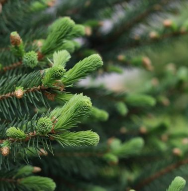 Fresh spruce branch in spring forest. Fir branches with fresh green shoots. Young growing fir tree sprouts on branch. Green buds. Natural coniferous background texture. Spring nature. Tree twig